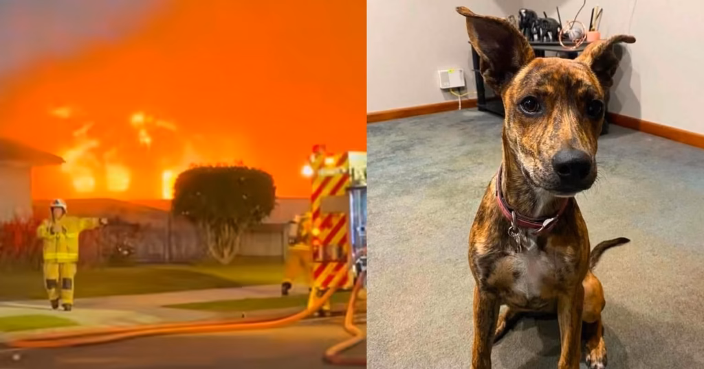 Geredde hond uit asiel redt zijn baasje uit een brand