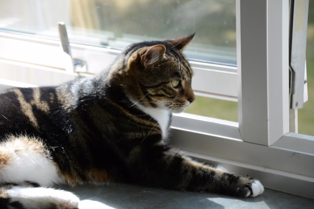 Na drie jaar vindt kat Mimi de weg terug naar huis