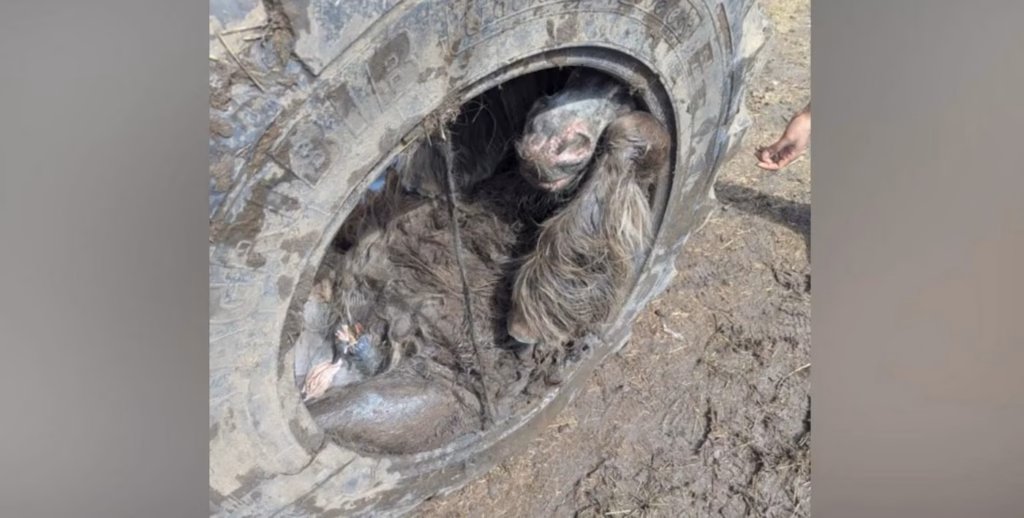 Pony ontsnapt na bizarre opsluiting in tractorband