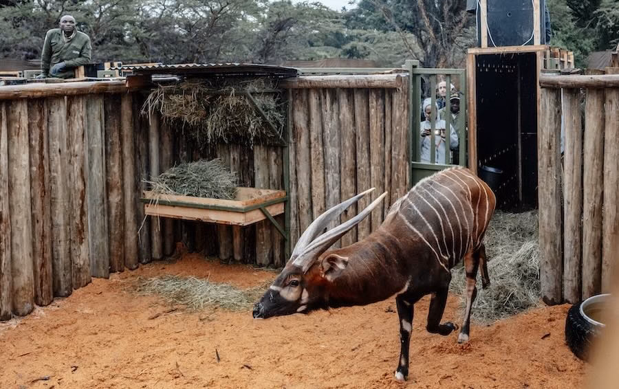 Zeldzame bosbokken terug in Kenia om soort te redden