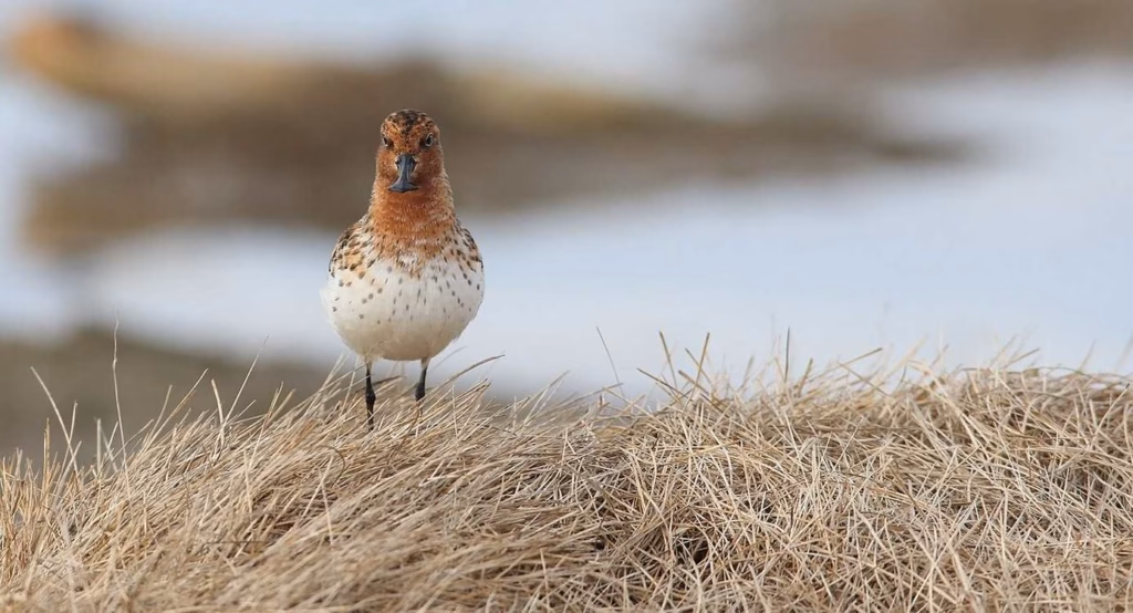 Lokale actie redt broedgebied voor zeldzame vogel