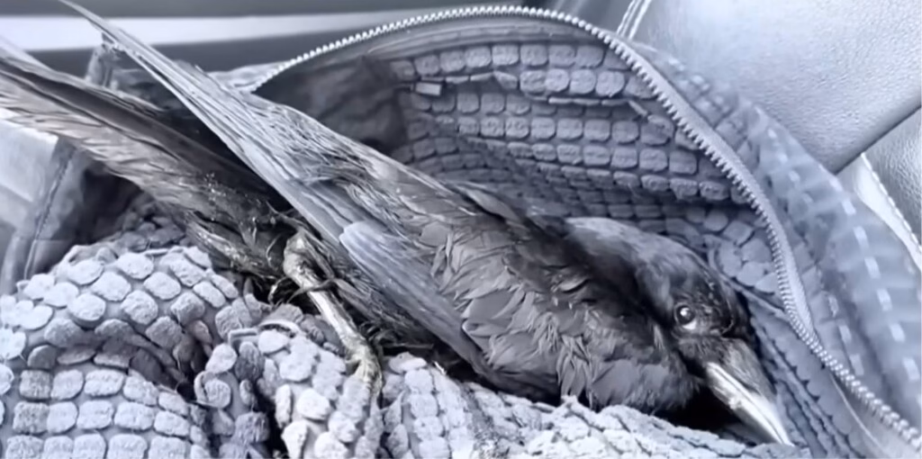 Vogels brengen cadeautjes na redding van vriendje