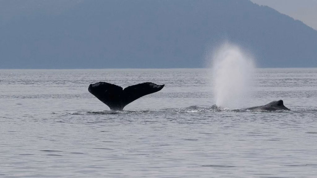 Nieuwe slimme techniek helpt walvissen veilig door de baai