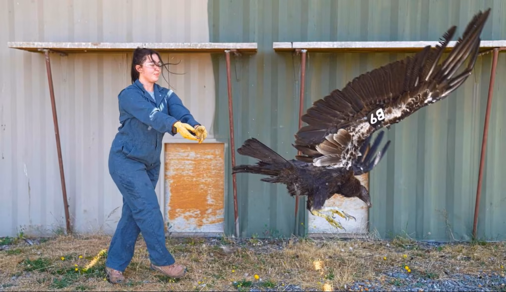 Grote vogel vliegt na 122 jaar weer rond in Oregon