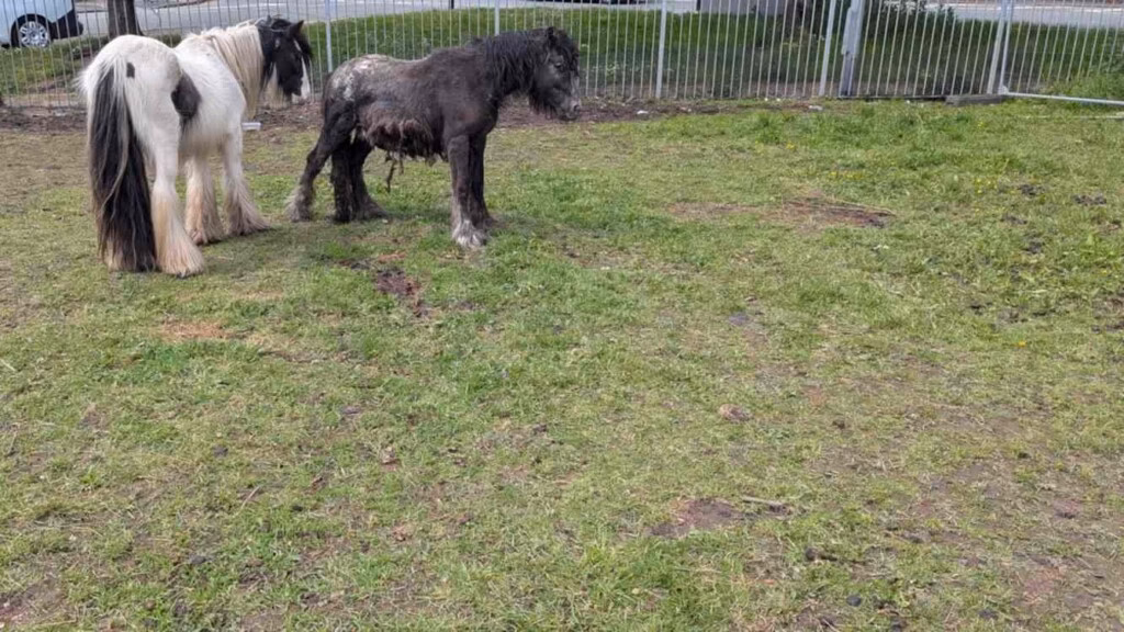 Pony ontsnapt na bizarre opsluiting in tractorband