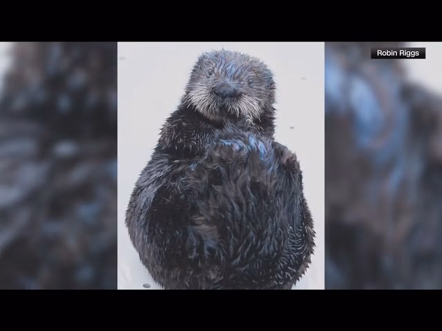 Een zeeotter wordt een moeder voor een ander weesje