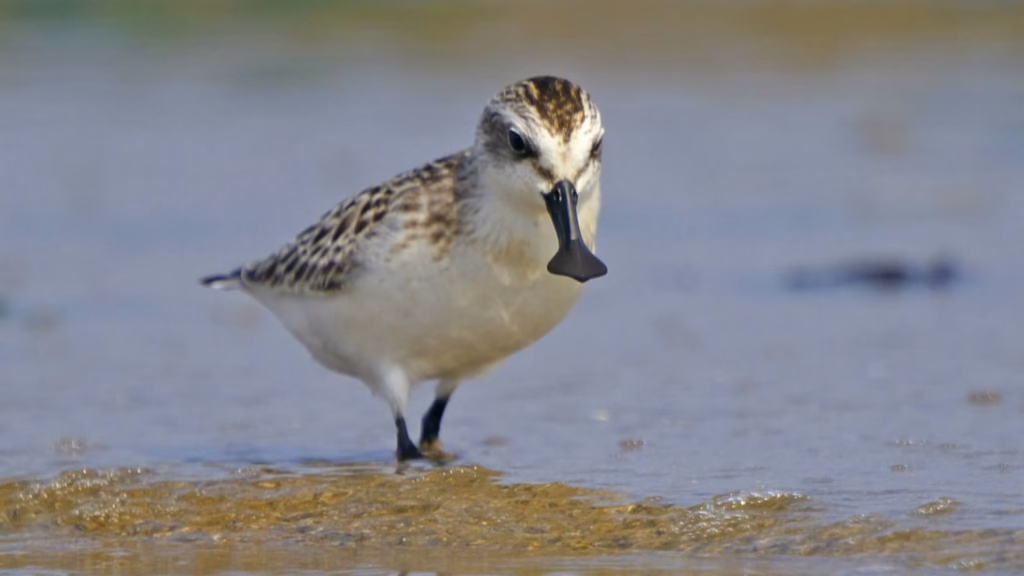 Lokale actie redt broedgebied voor zeldzame vogel