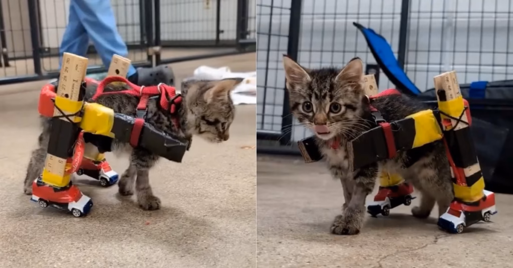 Een kitten krijgt een wagentje om te rennen