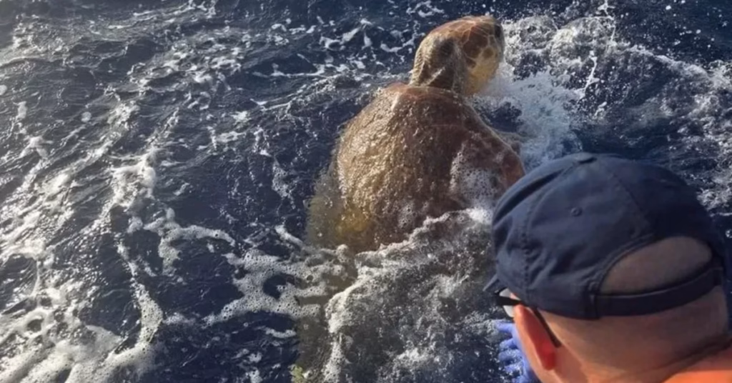 Zee-schildpad zwom raar en werd gered