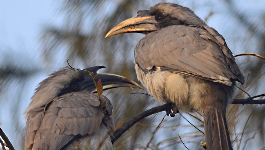 De neushoornvogel is terug na 60 jaar