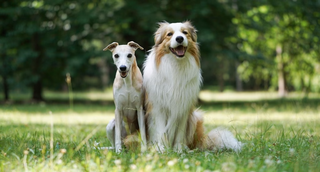 Nieuwe Europese regels voor dierenwelzijn