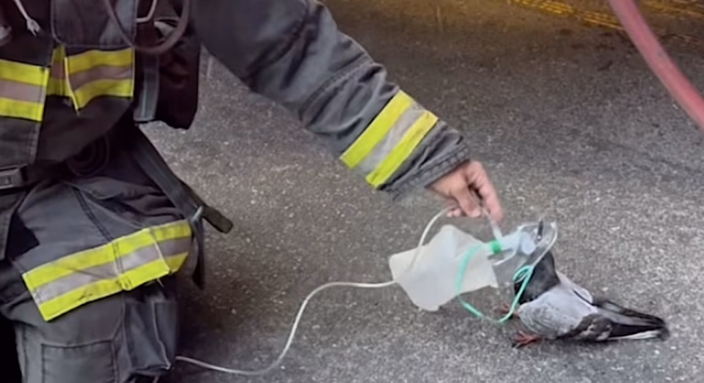 Duif vraagt brandweer om hulp na brand