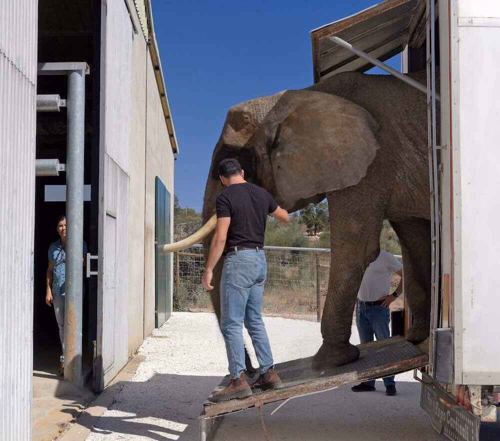 Olifant Julie geniet van haar nieuwe, grote thuis