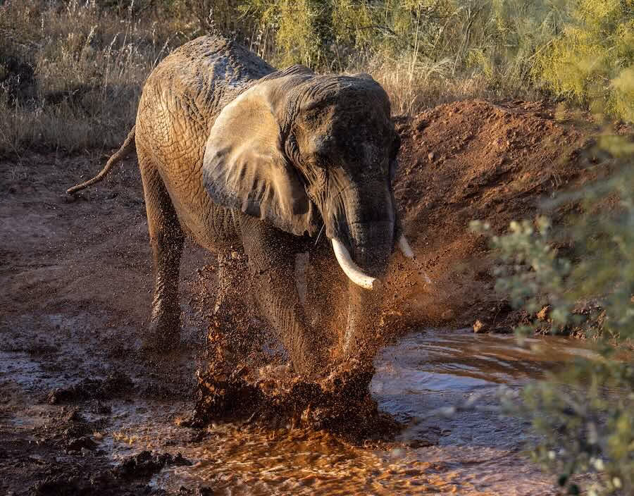 Olifant Julie geniet van haar nieuwe, grote thuis