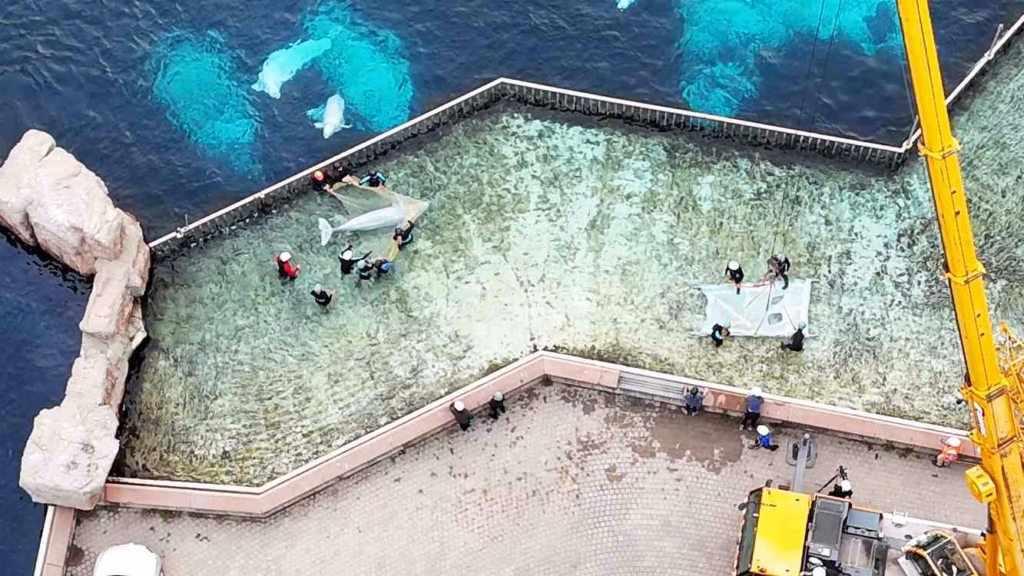 Vier beluga’s uit gesloten park gevonden nieuw thuis