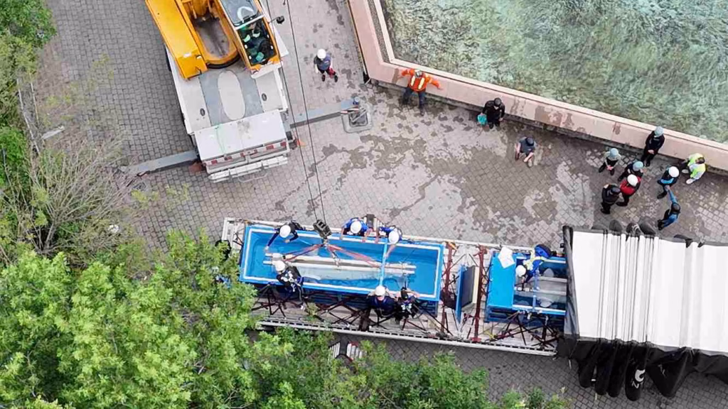 Vier beluga's uit gesloten park gevonden nieuw thuis