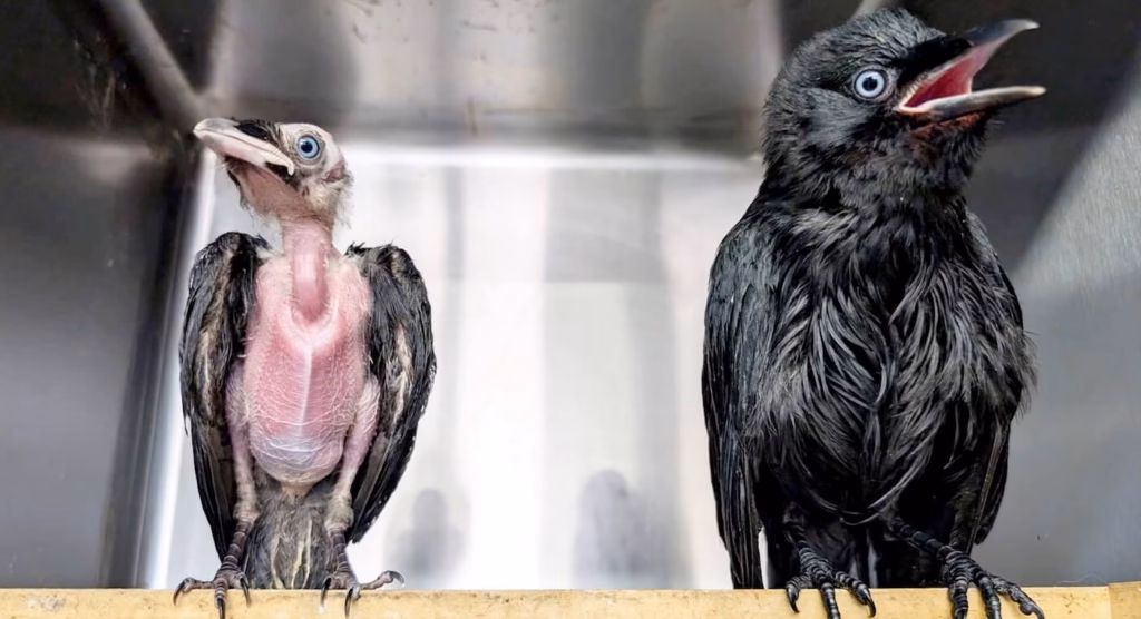 Een kraai leert een baby-vogel eten