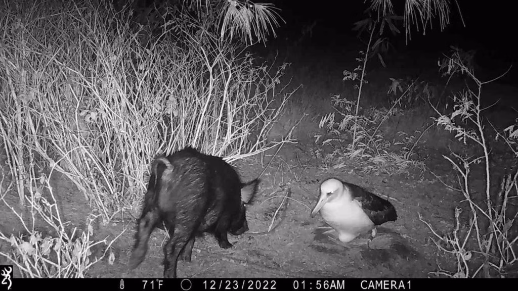 Een lange hek beschermt duizenden zeevogels op Hawaï
