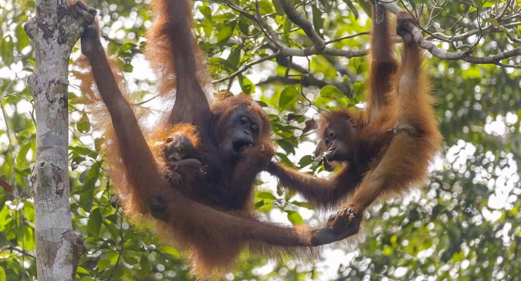 Geredde orang-oetans krijgen nu zelf baby’s in het wild