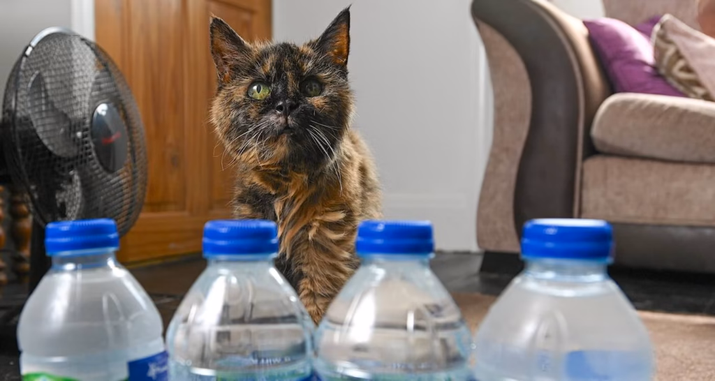 Een kat van 31 jaar oud!