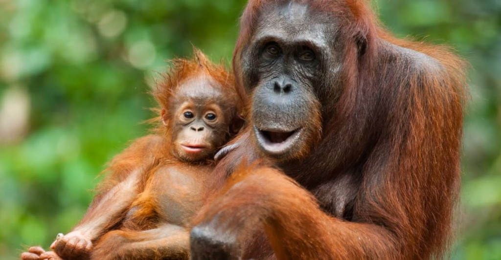 Geredde orang-oetans krijgen nu zelf baby's in het wild