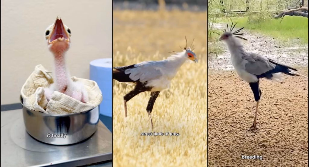 Vijf zeldzame secretarisvogel kuikens geboren in dierentuin