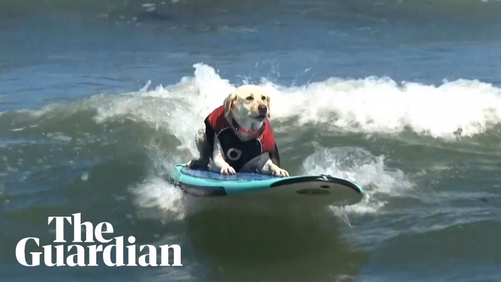 Honden surfen mee in wedstrijd