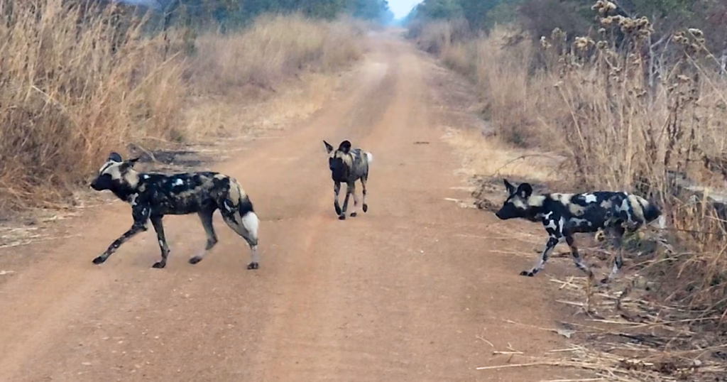Wilde honden duiken weer op in Kasungu