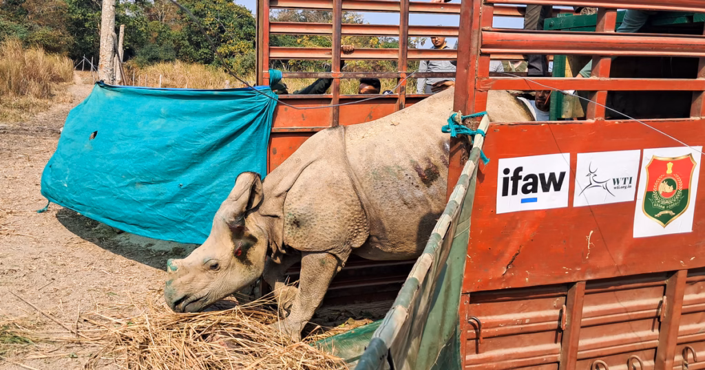 Twee jonge neushoorns keren terug naar Kaziranga