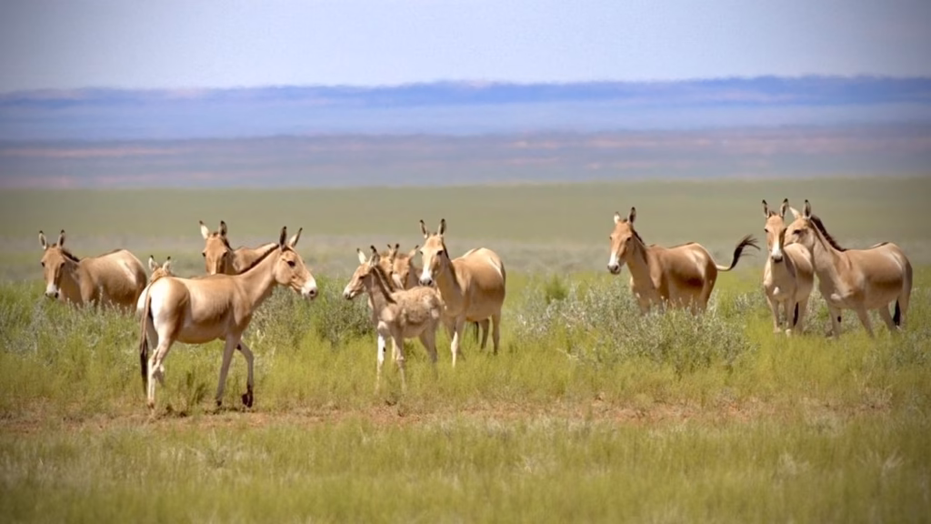 Wilde ezels vinden weer ruimte in Mongolië